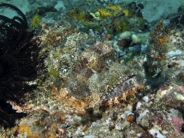 Well-disguised Papua dragon head (Scorpaenopsis papuensis) hiding in a coral reef. Twin Reef Dive