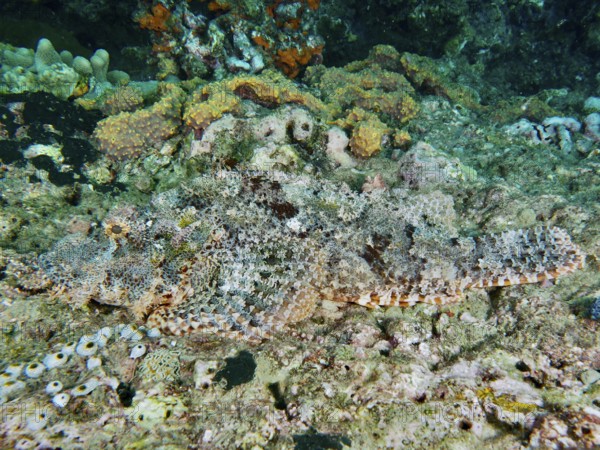 Perfectly camouflaged Papua dragon head (Scorpaenopsis papuensis) lies motionless on a coral reef.