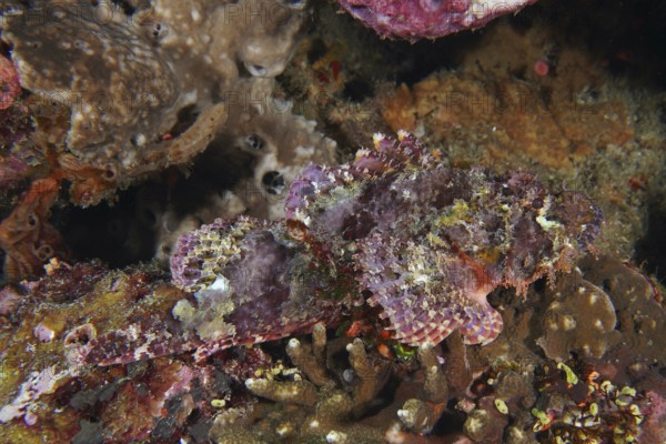 A well-disguised Papua dragon head (Scorpaenopsis papuensis) is hidden between corals. Toyapakeh