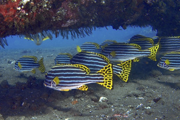 A group of Oriental sweet lips (Plectorhinchus vittatus) is seeking shelter under a wreck. USAT