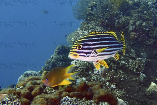 Oriental sweet lip (Plectorhinchus vittatus) with striped pattern floats in a coral reef. USAT