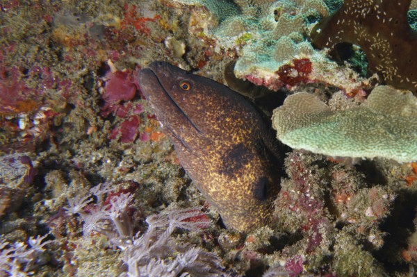 Moray, sooty head moray (Gymnothorax flavimarginatus), hides camouflaged between corals and algae.