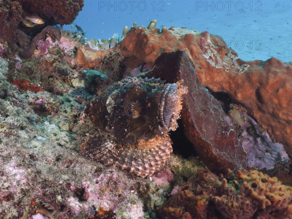 Papua dragon head (Scorpaenopsis papuensis), masterfully camouflaged, rests between colorful coral