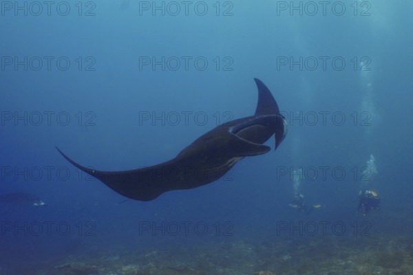 A black manta ray, reef manta (Mobula alfredi), glides majestically through the blue water of the