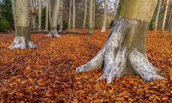 Protection against beaver damage, with whitish paint containing quartz sand, painted trees in the
