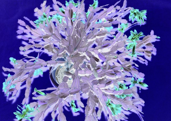 Christmas cactus (Schlumbergera truncata), with many flowers, from above, alienation, North