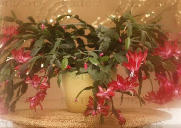 Christmas cactus (Schlumbergera truncata), blossoms, in studio, with alienation, North