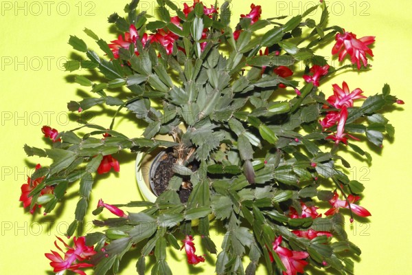 Christmas cactus (Schlumbergera truncata), with many flowers, from above, green background, North