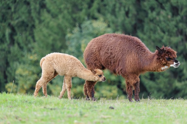 A female adult brown Alpaca (Vicugna pacos) suckles its young one on a green meadow on hilly