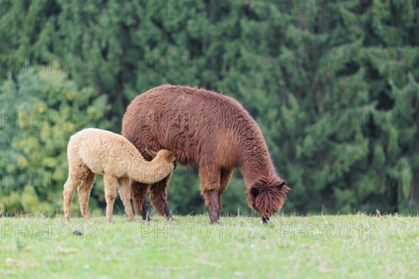 A female adult brown Alpaca (Vicugna pacos) suckles its young one on a green meadow on hilly