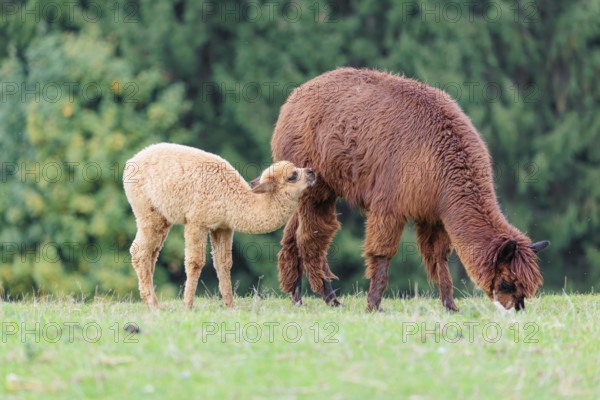 A young white alpaca (Vicugna pacos) stands next to its brown mother on a green meadow on hilly