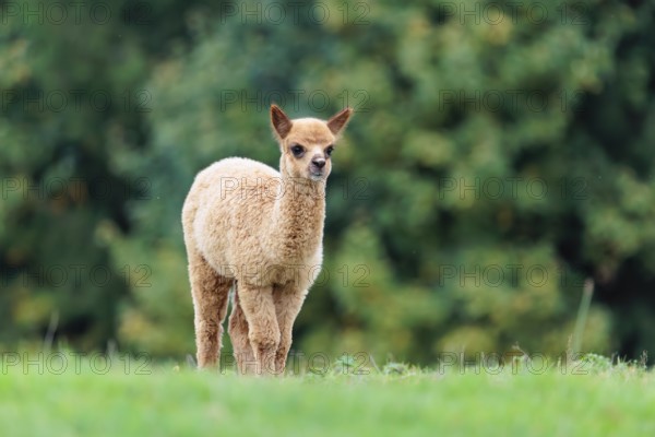 A young white alpaca (Vicugna pacos) stands on a green meadow on hilly terrain. Captive, Slovakia