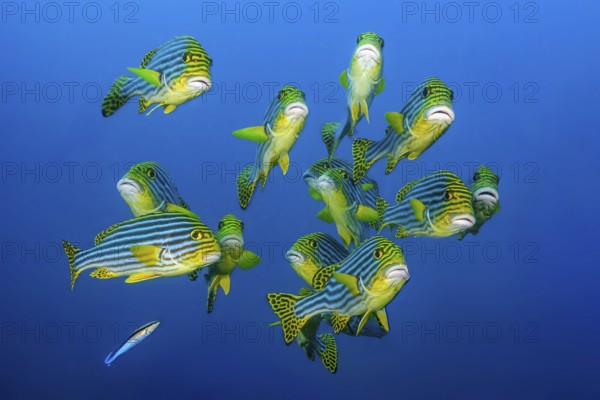 Close-up of group of small flocks 13 specimens of Oriental sweet lip (Plectorhinchus vittatus)