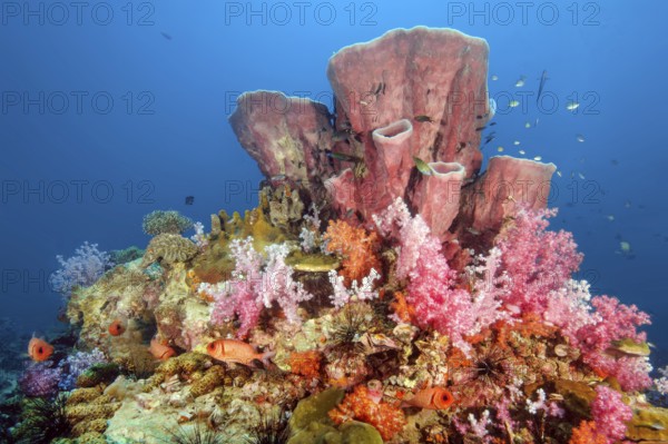 Colourful colorful coral block made of stony corals (Scleractinia) hard corals with coloured soft