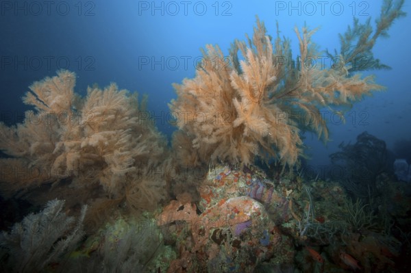 Horn coral (Antillogorgia acerosa) (Pseudopterogorgia acerosa) Gorgony grows on coral block,