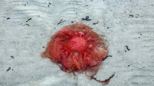 Fire jellyfish on the beach, Scharbeutz, 27.11.2025. Fire jellyfish can cause painful skin