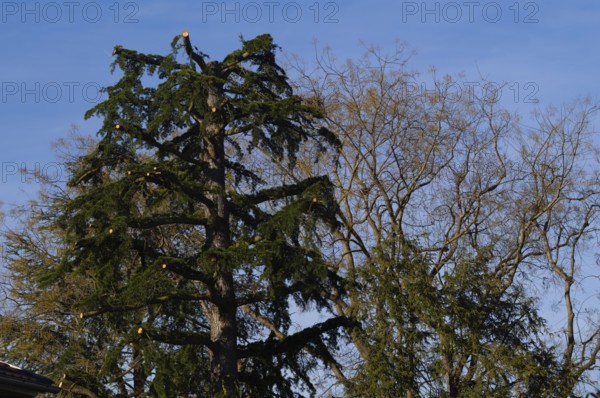 Tree, fir, heavily trimmed, cut back, Stuttgart, Baden-WÃ¼rttemberg, Germany