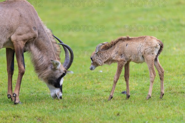 A female roan antelope (Hippotragus equinus) grazes next to her calf in a green meadow. South