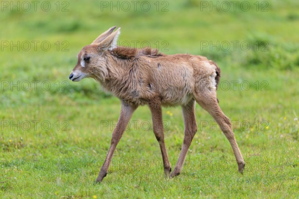 A young roan antelope (Hippotragus equinus) runs across a green meadow. South Africa