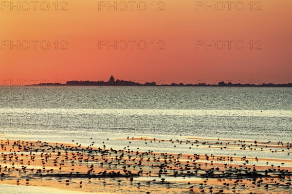 Orange sunset over the North Sea, Neuwerk island on the horizon, flock of birds, silhouette,