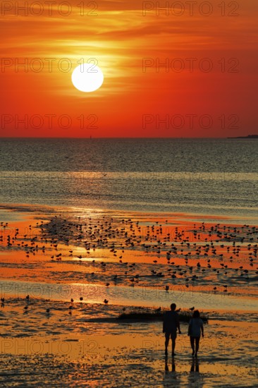 Orange sunset over the North Sea, flock of birds, two walkers, silhouette, coastline, Duhnen,