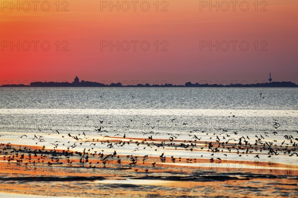 Orange sunset over the North Sea, Neuwerk island on the horizon, flock of birds flying up,