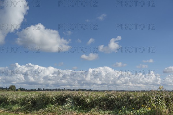 Reed, thatch (Phragmites australis) in the lagoon landscape, cloudy sky, Ahrenshoop, DarÃŸ,
