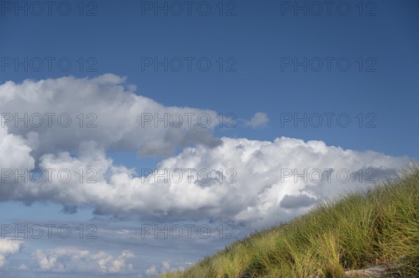 Beach oats (Ammophila) and clouds in the blue sky, Baltic Sea, DarÃŸ, Mecklenburg-Western