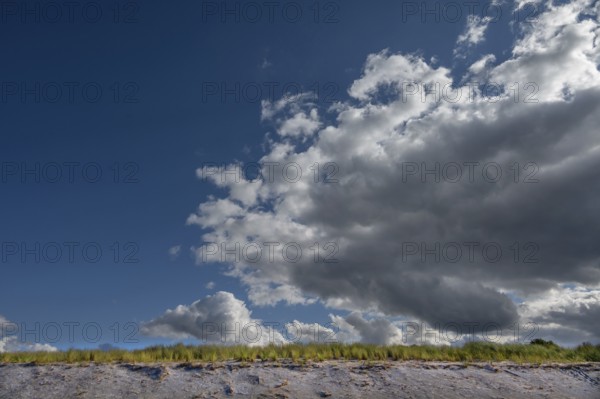 Beach oats (Ammophila) on the beach, rain clouds (Nimbostratus), Baltic Sea, DarÃŸ,