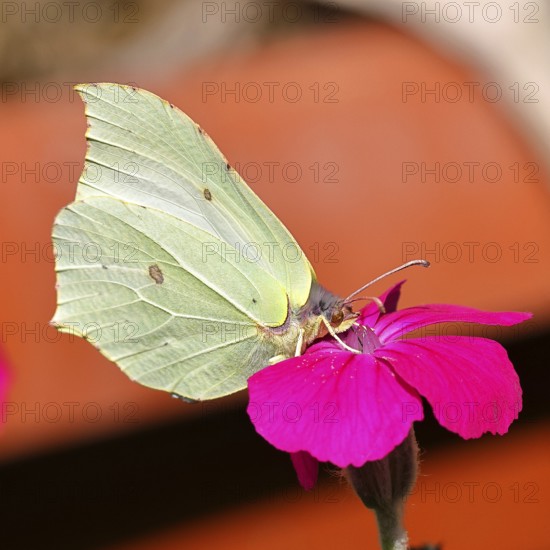 Lemon moth (Gonepteryx rhamny) on crown light clove or vexier clove (Lychnis coronaria), in a
