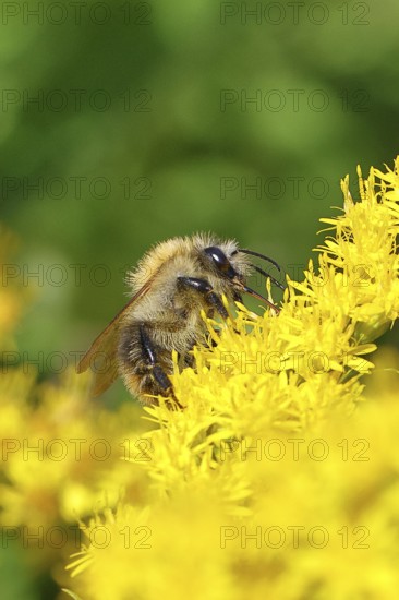 Field bumblebee (Bombus pascuorum) collecting nectar on the flower of a Canadian goldenrod