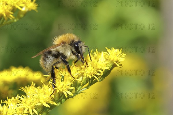 Field bumblebee (Bombus pascuorum) collecting nectar on the flower of a Canadian goldenrod
