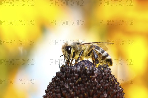 European honey bee (Apis mellifera), collects nectar from a flower of yellow coneflower (Echinacea