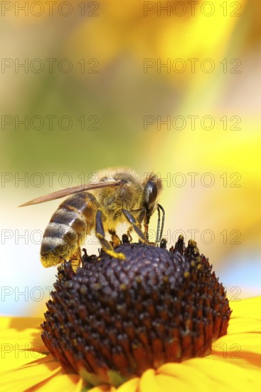 European honey bee (Apis mellifera), collects nectar from a flower of yellow coneflower (Echinacea