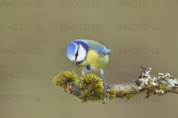Blue tit (Parus caeruleus) sitting on a branch covered with lichens and moss, Wilnsdorf, North
