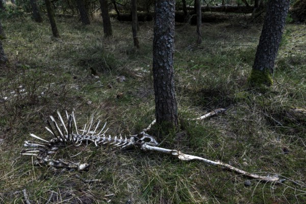 The remains of the red deer (Cervus elaphus) captured by wolves (Canis lupus), prey, skeleton,