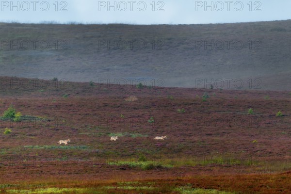 The photo shows typical behavior of wolf puppies (Canis lupus), the animal in the middle is visibly