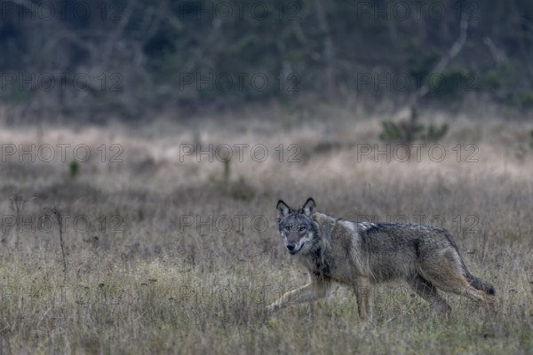 The direct view from the wolf (Canis lupus) is unique and remains an unforgettable experience for