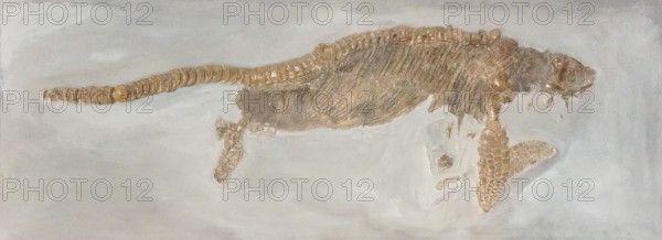 Ichthyosaur fossil, ichthyosaur, dinosaur, dinosaur, dinosaur, dinosaur, petrification, reptile,