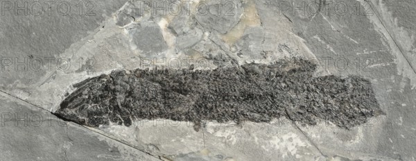 Coelacanth (Gyroptychius sp.), rock, remains of fossil fish with visible scales, excavation,