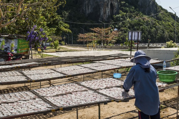 Fishermen with dried squids, Klong Wan, Prachuap Khiri Khan, Prachuap Khiri Khan Province, Central