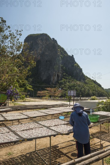Fishermen with dried squids, Klong Wan, Prachuap Khiri Khan, Prachuap Khiri Khan Province, Central