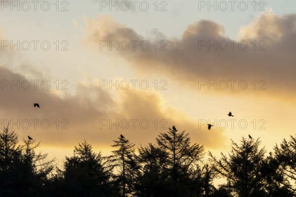 In the first morning light, some ravens (Corvus corax) gather at the edge of the forest, morning