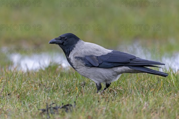 Mist crows (Corvus cornix) are very observant, intelligent birds and sense when observed, Meadow,