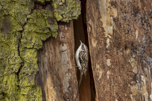 In contrast to nuthatches, the forest tree runner (Certhia familiaris) cannot run down tree trunks