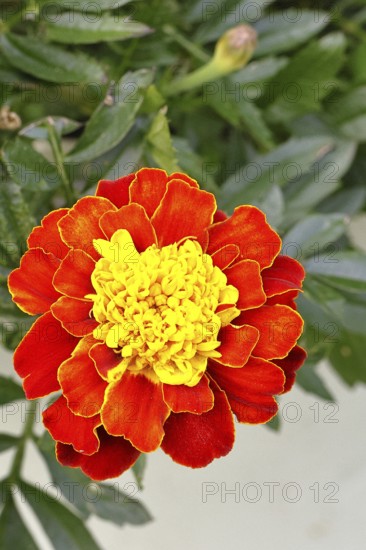 Bright orange blossom of Tagetes student flower (Tagetes erecta) in close-up under sunlight with