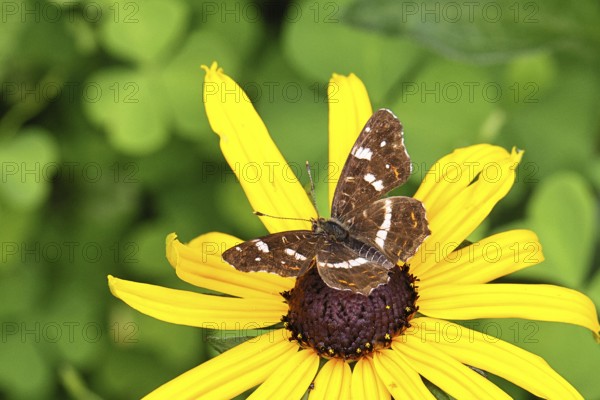Map (Araschnia levana), summer generation, opened wings, on a flower of yellow coneflower