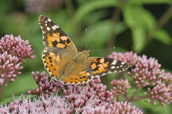 Safflower (Vanessa cardui) on a flower of the common water forest (Asteraceae) on a forest path,