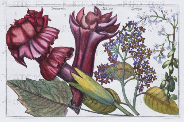 Poisonous stramonia or thorny apple (Datura) from the solanaceae family, hand-colored copper