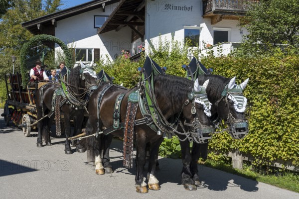 Decorated horses with carriage, brewery carriage, horse team, parade at Tegernsee, Rosstag,